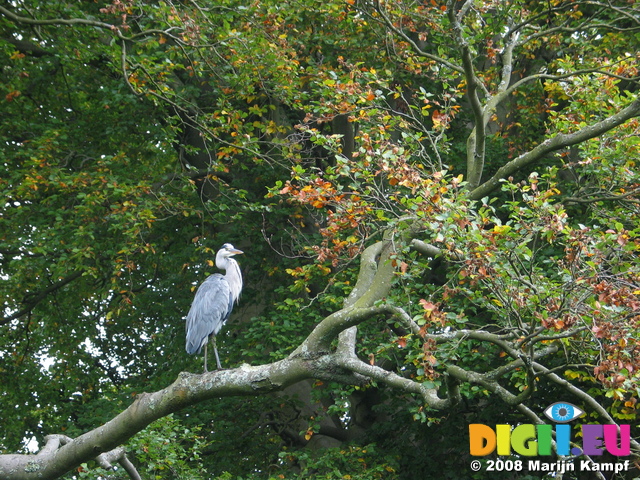 23592 Heron in tree